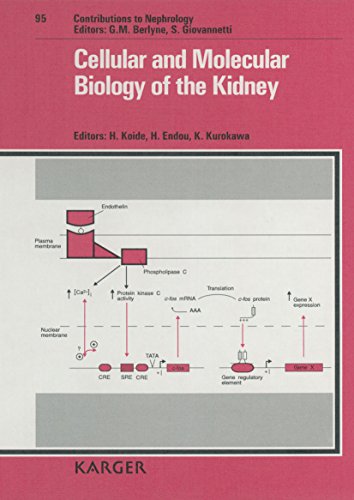 Beispielbild fr Cellular and Molecular Biology of the Kidney zum Verkauf von Ammareal