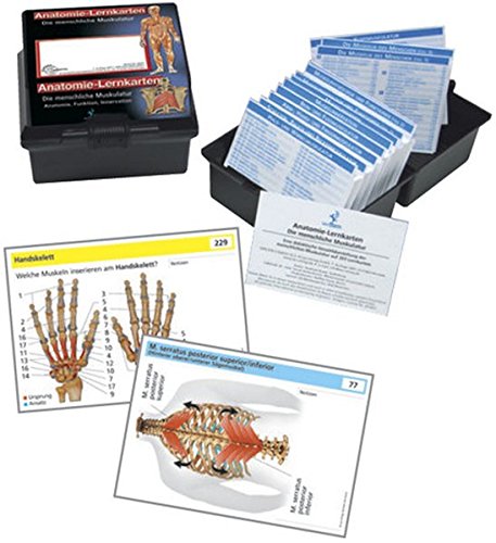 9783808568507: Anatomie-Lernkarten. Die menschliche Muskulatur: Anatomie, Funktion, Innervation