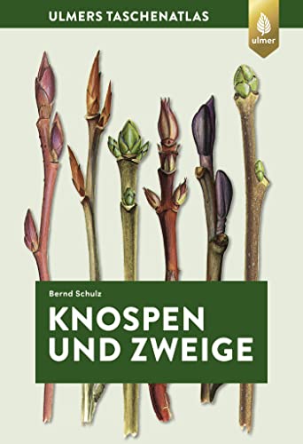 Stock image for Knospen und Zweige -Language: german for sale by GreatBookPrices