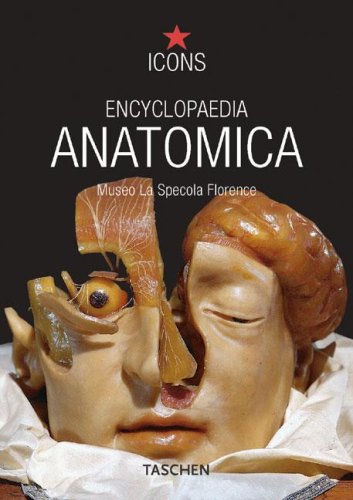 Stock image for Encyclopaedia Anatomica (Spanish Edition) for sale by Patrico Books