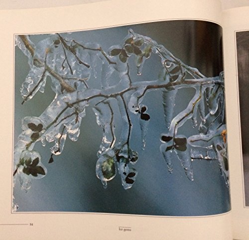 Stock image for Tree, a Blade of Grass for sale by Better World Books