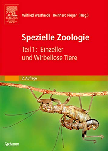 Spezielle Zoologie 1. Einzeller und Wirbellose Tiere : TEIL 1 [Gebundene Ausgabe] Wilfried Westheide Biologie Chemie Geographie Lehrstuhl für Spezielle Zoologie Universität Osnabrück Forschungsschwerpunkte Morphologie Systematik Evolution Wirbelloser Tiere Annelide Reinhard M. Rieger Zoologen Morphologie Entwicklungsbiologie Evolution Tiergruppen Plathelminthen Entwicklungsgeschichte Morphologie Fortpflanzung Systematik der Tiere Stammesgeschichte molekularer Phylogenie Sequenzanalysen Organismen Acoelomorpha Micrognathozoa Cycliophora Loricifera Mantophasmatodea Eukaryotische Einzeller Metazoen Großtaxons Gnathifera Gnathostomulida Micrognathozoa Syndermata Mollusca Annelida Pogonophora Siboglinidae Echiura Subtaxa der Polychaeten Euarthropoden-Taxa Antennata Tetraconnata-Konzept Acoelomorpha Plathelminthes Ecdysozoa Lophophorata incertae sedis Mesozoa Myxozoa Xenoturbella Chaetognatha Stammbaumschemata phylogenetisch-systematische Gesichtspunkte - Wilfried Westheide Biologie Chemie Geographie Lehrstuhl für Spezielle Zoologie Universität Osnabrück Forschungsschwerpunkte Morphologie Systematik Evolution Wirbelloser Tiere Annelide Reinhard M. Rieger