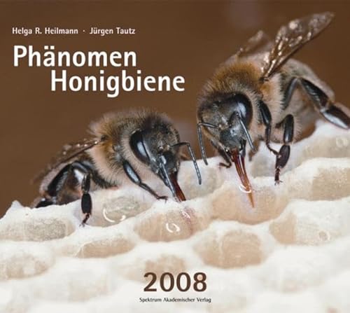 Stock image for Phnomen Honigbiene 2008 (Kalender) von Helga R. Heilmann (Autor), Jrgen Tautz for sale by BUCHSERVICE / ANTIQUARIAT Lars Lutzer