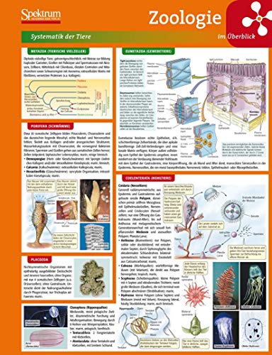 Beispielbild fr Lerntafel: Zoologie im berblick (Lerntafeln Biologie) zum Verkauf von medimops