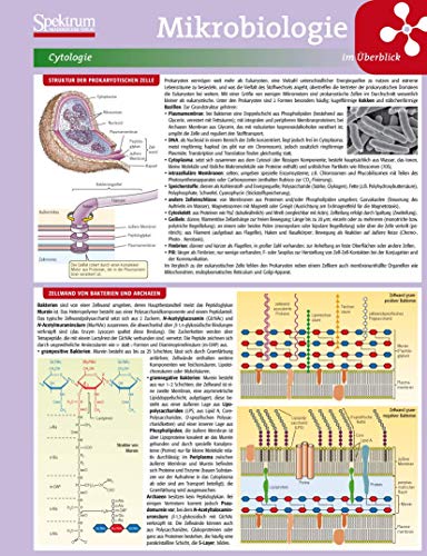 Stock image for Lerntafel: Mikrobiologie im berblick (Lerntafeln Biologie) for sale by medimops