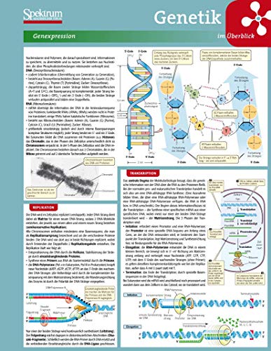 Beispielbild fr Lerntafel: Genetik im berblick (Lerntafeln Biologie) zum Verkauf von medimops