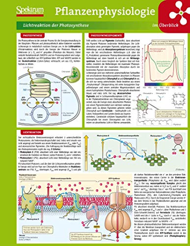 9783827421364: Lerntafel: Pflanzenphysiologie Im Uberblick (Lerntafeln Biologie)