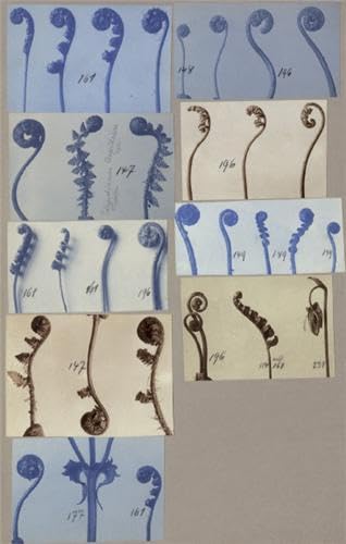 9783829605793: Karl Blossfeldt: The Working Collages