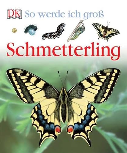 So werde ich groß. Schmetterling - NA