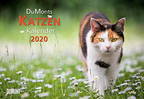 Beispielbild fr DuMonts Katzenkalender 2020 - Broschrenkalender - Wandkalender - mit Schulferienterminen - Format 42 x 29 cm: mit kurzweiligen Katzengeschichten zum Verkauf von medimops