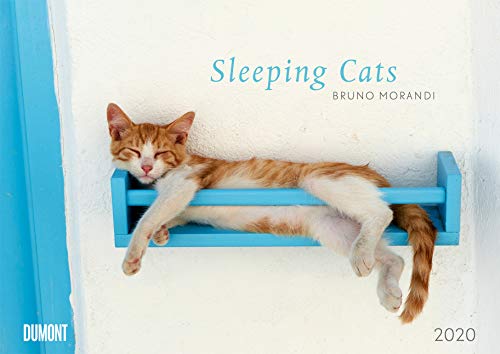 Beispielbild fr Sleeping Cats 2020 - Wandkalender - Format 29,5 x 42 cm zum Verkauf von medimops