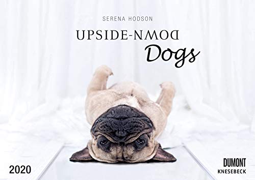 Beispielbild fr Upside-Down Dogs 2020 - Hunde stehen Kopf - Von Serena Hodson - Wandkalender - Format 29,7 x 42 cm zum Verkauf von medimops