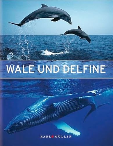 Beispielbild fr Wale und Delfine zum Verkauf von medimops