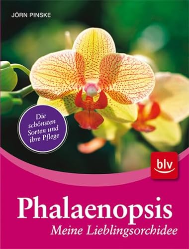Stock image for Phalaenopsis - meine Lieblingsorchidee: Die schnsten Sorten und ihre Pflege for sale by medimops