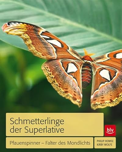 Schmetterlinge der Superlative: Pfauenspinner - Falter des Mondlichts.