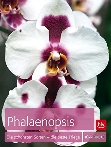Beispielbild fr Pinske, J: Phalaenopsis zum Verkauf von Blackwell's