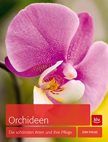 Stock image for Orchideen: Die schnsten Arten und ihre Pflege for sale by medimops