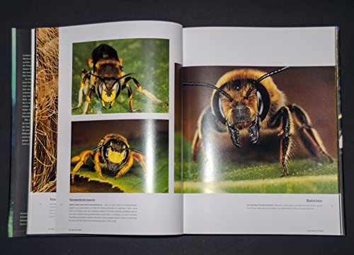 Beispielbild fr Insekten: Eindrucksvolle Nahaufnahmen faszinierender Lebewesen zum Verkauf von medimops