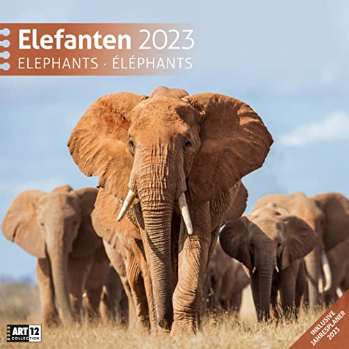 Beispielbild fr Elefanten 2023, Wandkalender / Broschrenkalender im Hochformat (aufgeklappt 30x60 cm) - Geschenk-Kalender mit Monatskalendarium zum Eintragen zum Verkauf von medimops