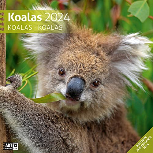 Beispielbild fr Koalas 2024, Wandkalender/Broschrenkalender im Hochformat (aufgeklappt 30x60 cm) - Geschenk-Kalender mit Monatskalendarium zum Eintragen zum Verkauf von medimops