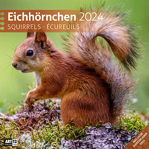 Beispielbild fr Eichhrnchen 2024, Wandkalender / Broschrenkalender im Hochformat (aufgeklappt 30x60 cm) - Geschenk-Kalender mit Monatskalendarium zum Eintragen zum Verkauf von medimops