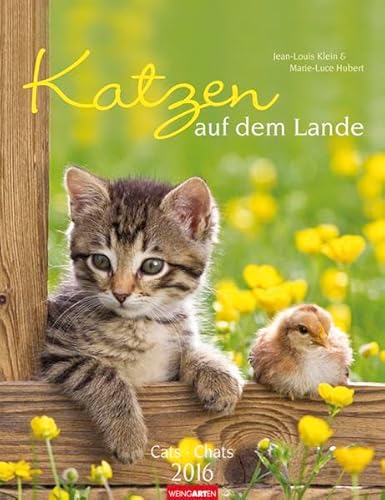 Beispielbild fr Katzen auf dem Lande 2016 zum Verkauf von medimops