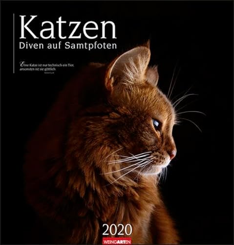 Stock image for Katzen - Diven auf Samtpfoten 2020 46x48cm for sale by medimops