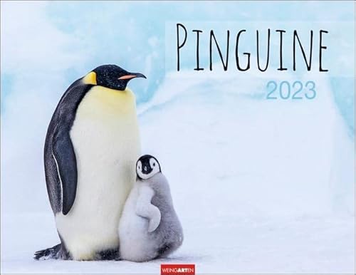 Beispielbild fr Pinguine Kalender 2023 zum Verkauf von medimops