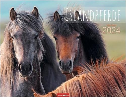 Beispielbild fr Islandpferde Kalender 2024 zum Verkauf von medimops