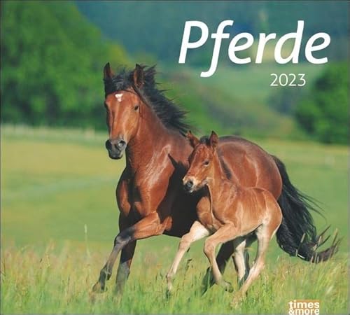 Stock image for Pferde Bildkalender 2023 - times&more Tier-Kalender - Wandkalender mit Monatskalendarium - 30 x 27 cm for sale by medimops