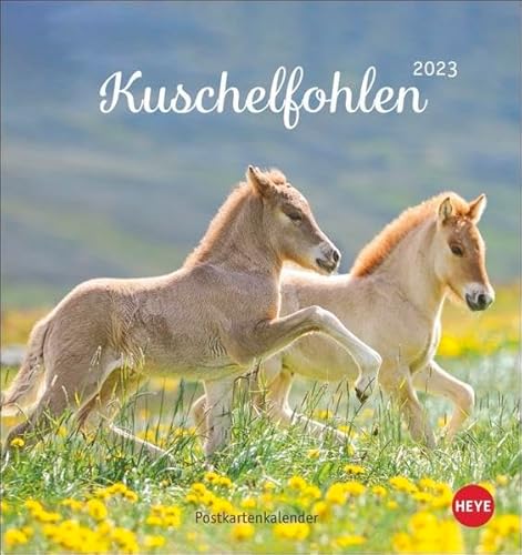 Beispielbild fr Kuschelfohlen Postkartenkalender 2023 - Tierkalender mit perforierten Postkarten - zum Aufstellen und Aufhngen - mit Monatskalendarium - 16 x 17 cm zum Verkauf von medimops