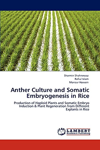 Beispielbild fr Anther Culture and Somatic Embryogenesis in Rice: Production of Haploid Plants and Somatic Embryo Induction & Plant Regeneration from Different Explants in Rice zum Verkauf von Lucky's Textbooks