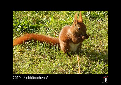 EichhÃ¶rnchen V 2019 - Black Edition - Timokrates Wandkalender, Bilderkalender, Fotokalender - DIN A3 (42 x 30 cm) (9783849203252) by Lais Systeme GmbH