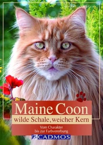 Beispielbild fr Maine Coon: Wilde Schale, weicher Kern zum Verkauf von medimops