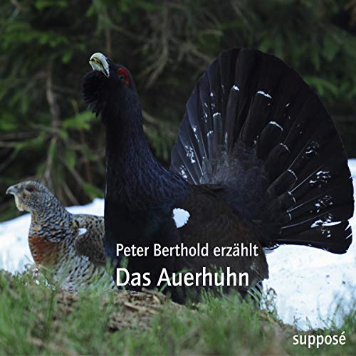 9783863850128: Das Auerhuhn: Peter Berthold erzhlt