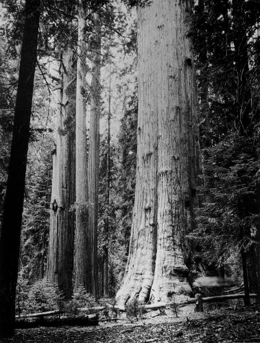 Imagen de archivo de Man Ray Trees + Flowers - Insects Animals a la venta por medimops