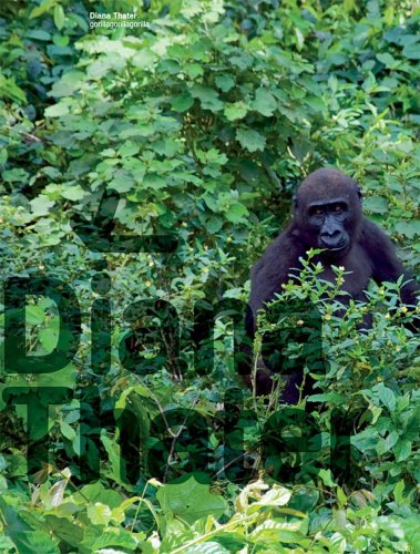 Beispielbild fr Diana Thater: Gorillagorillagorilla zum Verkauf von Antiquariaat Berger & De Vries