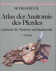 Atlas der Anatomie des Pferdes. Lehrbuch für Tierärzte und Studierende - Budras, Klaus-Dieter, Sabine Röck Anita Wünsche u. a.