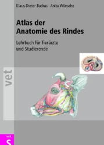 9783877066737: Atlas der Anatomie des Rindes. Lehrbuch fr Tierrzte und Studierende