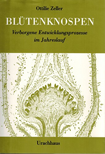 Blütenknospen. verborgene Entwicklungsprozesse im Jahreslauf. - Zeller, Ottilie.