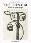 9783888148514: Blossfeldt. Pflanzen (German ed)