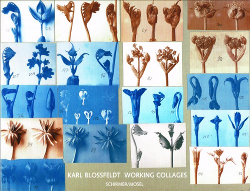 Stock image for Karl Blofeldt - Working Collages [ GARANTIERT neues Verlagsexemplar ] for sale by Classikon - Kunst & Wissen e. K.