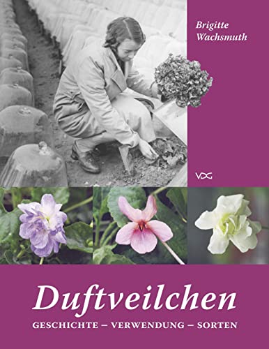 Stock image for Duftveilchen: Geschichte - Verwendung - Sorten. for sale by Antiquariat  >Im Autorenregister<