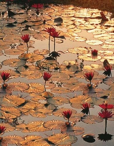 Beispielbild fr Lotus Pond zum Verkauf von WorldofBooks