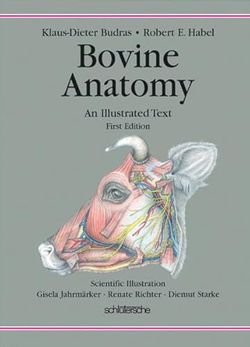 Stock image for Bovine Anatomy: An Illustrated Text for sale by ThriftBooks-Atlanta