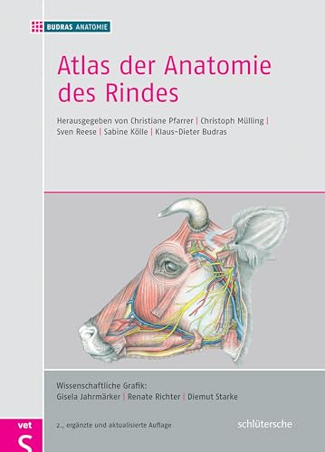 Stock image for Atlas der Anatomie des Rindes -Language: german for sale by GreatBookPrices