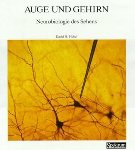 Imagen de archivo de Spektrum-Bibliothek, Bd.20: Auge und Gehirn. Neurobiologie des Sehens a la venta por medimops