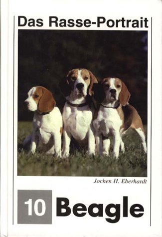 Das Rasse-Portrait 10 Beagle