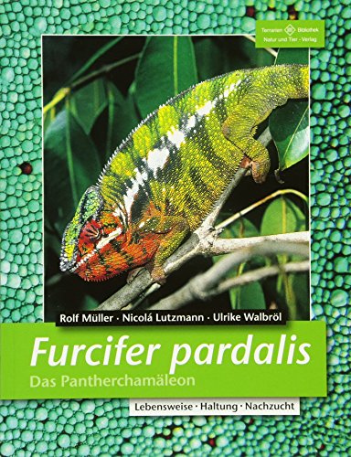 Furcifer pardalis - Das Pantherchamäleon