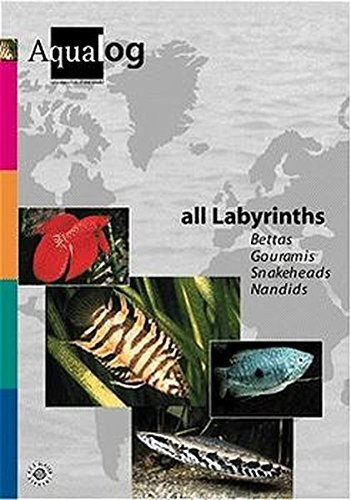 Beispielbild fr AQUALOG All Labyrinths - Bettas, Gouramis, Snakeheads and Nandids (English and German Edition) zum Verkauf von Front Cover Books